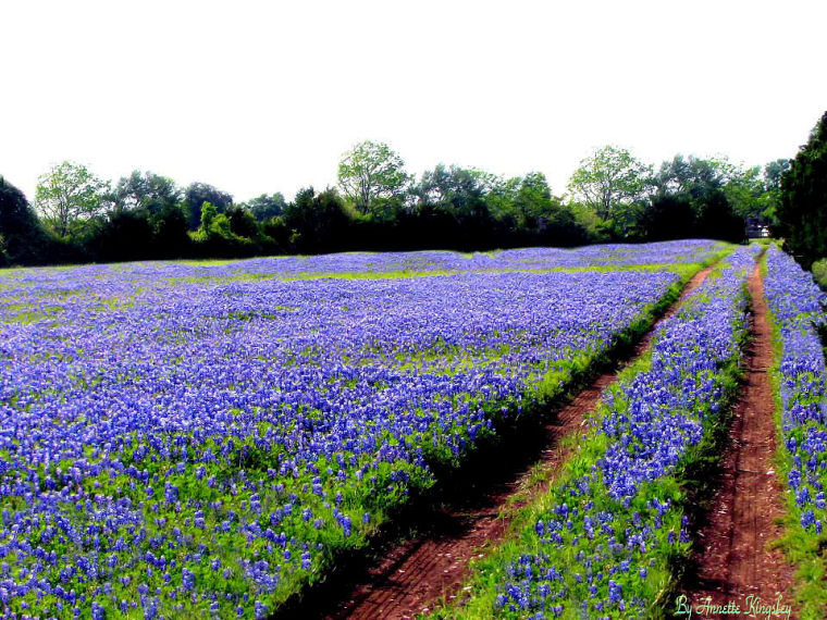 Beautiful Texas